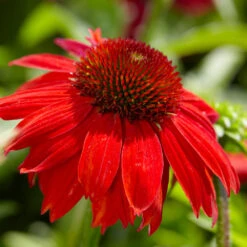 Sombrero® Salsa Red Coneflower 8 Sombrero® Salsa Red Coneflower -Flourish Garden Red Salsa Coneflower 4