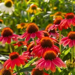 Sombrero® Salsa Red Coneflower 9 Sombrero® Salsa Red Coneflower -Flourish Garden Red Salsa Coneflower 6 FGT