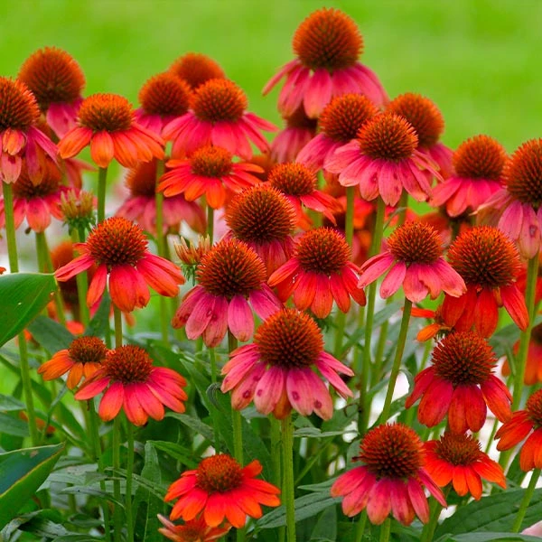 Sombrero® Salsa Red Coneflower 1 Sombrero® Salsa Red Coneflower