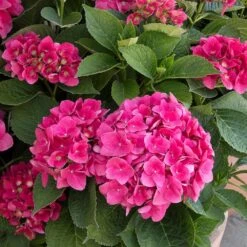 Red N' Pretty® Hydrangea Shrub -Flourish Garden Red and Pretty Hydrangea 2