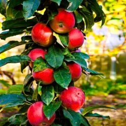 North Pole Columnar Apple Tree -Flourish Garden Red Columnar Apple 3