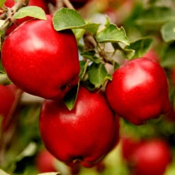 Apple Pollinator Pack -Flourish Garden Red Delicious Apple 1