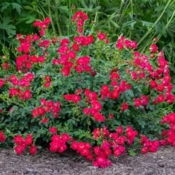 Red Drift® Rose -Flourish Garden Red Drift Rose 1