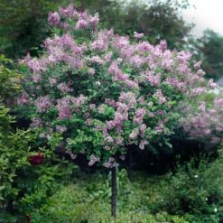 Red Pixie Lilac Tree 7 Red Pixie Lilac Tree -Flourish Garden Red Pixie Lilac Tree 2