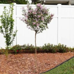 Red Pixie Lilac Tree 6 Red Pixie Lilac Tree -Flourish Garden Red Pixie Lilac Tree 4 FGT