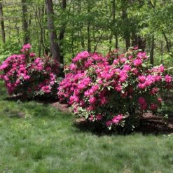 Red Rhododendron Shrub -Flourish Garden Red Rhododendron 1 FGT