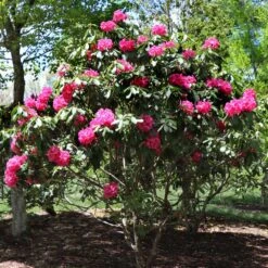 Red Rhododendron Shrub -Flourish Garden Red Rhododendron 3