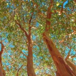 Red Rocket Crape Myrtle -Flourish Garden Red Rocket Crape Myrtle