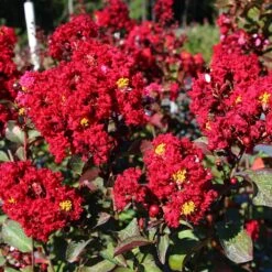 Red Rocket Crape Myrtle -Flourish Garden Red Rocket Crape Myrtle FGT 2jpg