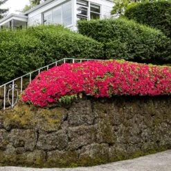 Red Ruffles Azalea Shrub -Flourish Garden Red Ruffles Azalea 7