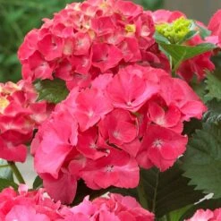Red Sensation Hydrangea -Flourish Garden Red Sensation Hydrangea 1 FGT