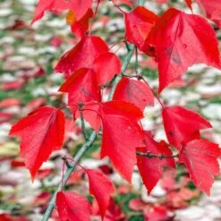 Red Sunset® Maple Tree -Flourish Garden Red Sunset Maple 2