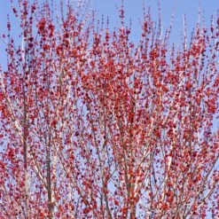 Red Sunset® Maple Tree -Flourish Garden Red Sunset Maple 3