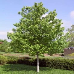 Red Sunset® Maple Tree -Flourish Garden Red Sunset Maple 4