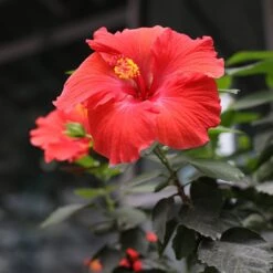 Red Tropical Hibiscus Tree -Flourish Garden Red Tropical Hibiscus Tree 3 FGT