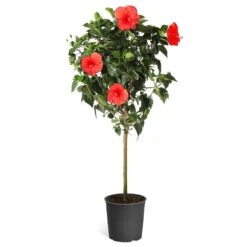 Red Tropical Hibiscus Tree -Flourish Garden Red Tropical Hibiscus Tree 5
