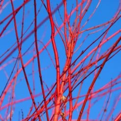 Red Twig Dogwood Shrub -Flourish Garden Red Twig Dogwood 3 FGT