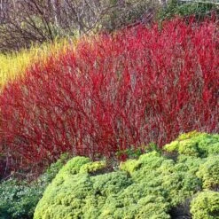 Red Twig Dogwood Shrub -Flourish Garden Red Twig Dogwood 4