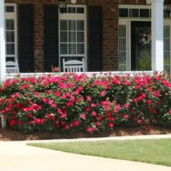 Double Knock Out® Rose 8 Double Knock Out® Rose -Flourish Garden Red knockout rose 5 FGT