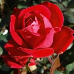 Double Knock Out® Rose 9 Double Knock Out® Rose -Flourish Garden Red knockout rose 7 FGT