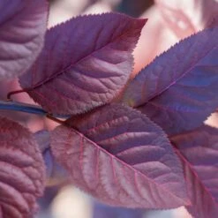 Purple Plunge Weeping Plum Tree -Flourish Garden Redbud Purple Plunge 2 b8894708 2bb9 4f3e 8d30 7b3eeb931914