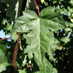 Redpointe® Maple -Flourish Garden Redpointe Maple 2