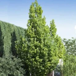 Regal Prince Oak Tree 6 Regal Prince Oak Tree -Flourish Garden Regal Prince Oak 1