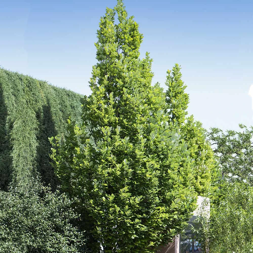 Regal Prince Oak Tree 3 Regal Prince Oak Tree - Image 3