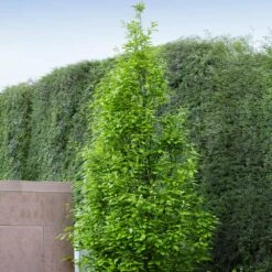 Regal Prince Oak Tree 7 Regal Prince Oak Tree -Flourish Garden Regal Prince Oak 3