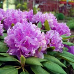 Lavender Rhododendron Shrub 7 Lavender Rhododendron Shrub -Flourish Garden Rhododendron Lavender 3 FGT