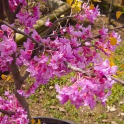 The Rising Sun™ Eastern Redbud Tree -Flourish Garden Rising Sun Redbud 6