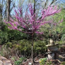 The Rising Sun™ Eastern Redbud Tree -Flourish Garden Rising Sun Redbud 7