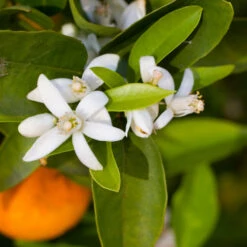 Robertson Navel Orange -Flourish Garden Robertson Navel Orange 1