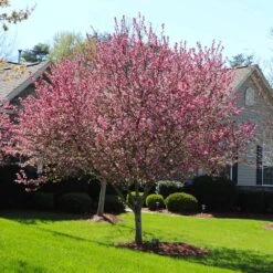 Robinson Crabapple Tree 7 Robinson Crabapple Tree -Flourish Garden Robinson Crabapple 3 FGT