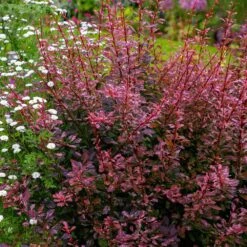Rose Glow Barberry Shrub -Flourish Garden Rose GLow Barberry 3 FGT