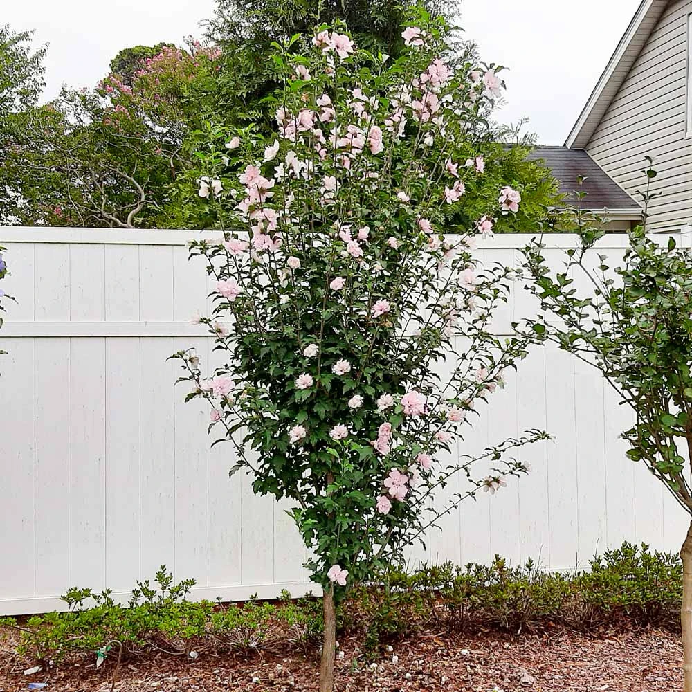 Pink Rose Of Sharon Althea Tree 2 Pink Rose Of Sharon Althea Tree - Image 2