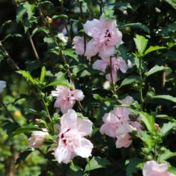 Pink Rose Of Sharon Althea Tree 5 Pink Rose Of Sharon Althea Tree -Flourish Garden Rose of Sharon Althea 3 FGT