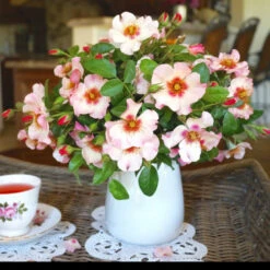 Raspberry Kiss™ Rose Tree -Flourish Garden Rosemarry Kiss Rose tree 1