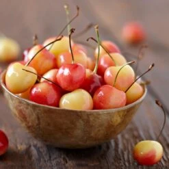 Royal Ann Cherry Tree 6 Royal Ann Cherry Tree -Flourish Garden Royal Ann CHerry Tree 1 FGT