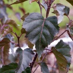 Royal Frost® Birch Tree 6 Royal Frost® Birch Tree -Flourish Garden Royal Frost Birch 2 FGT