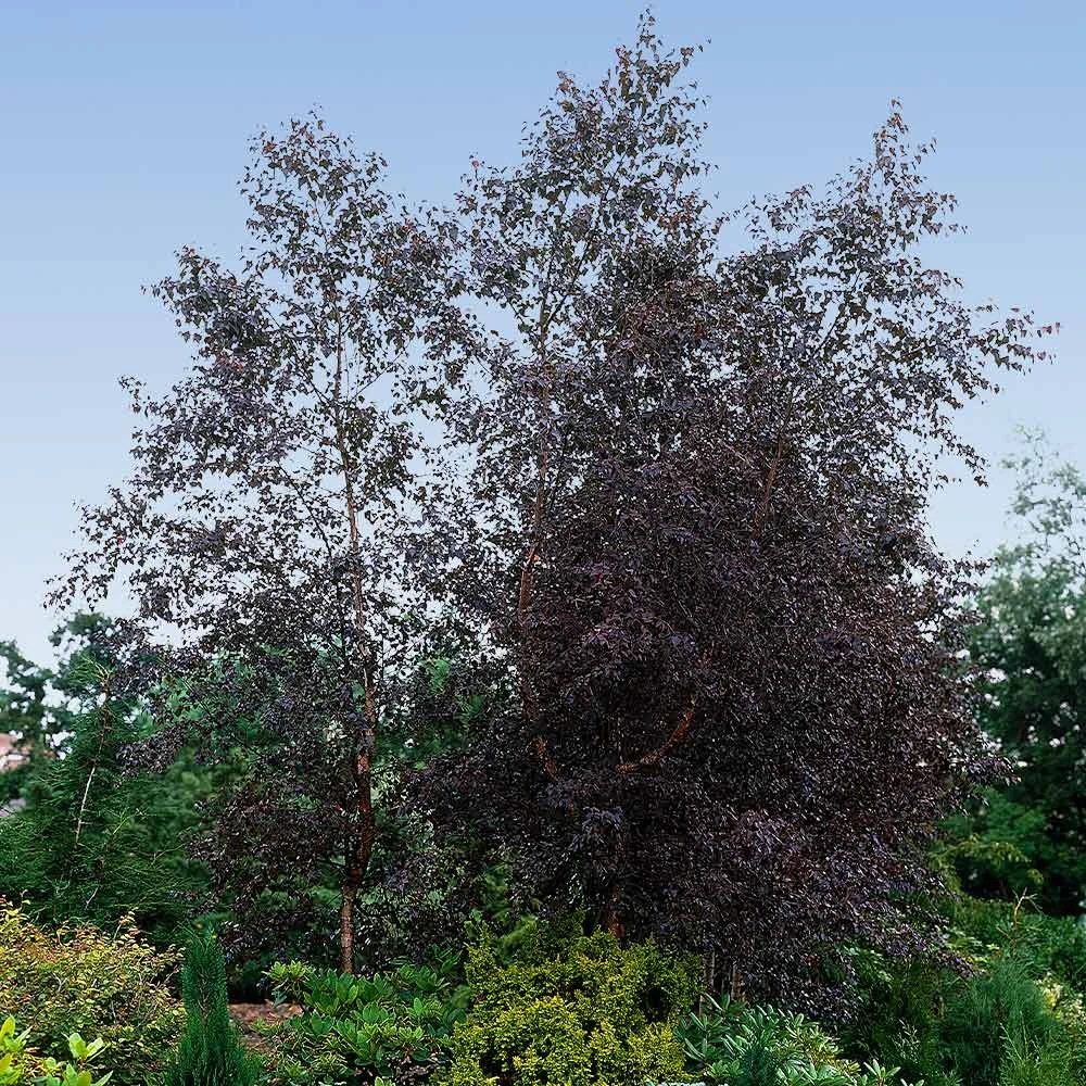 Royal Frost® Birch Tree 2 Royal Frost® Birch Tree - Image 2