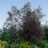 Royal Frost® Birch Tree