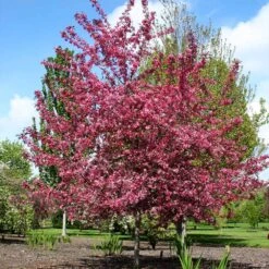 Royal Raindrops® Crabapple Tree -Flourish Garden Royal Raindrops Crabapple 2