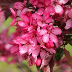 Royal Raindrops® Crabapple Tree -Flourish Garden Royal Raindrops Crabapple 3