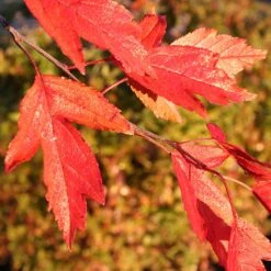 Royal Raindrops® Crabapple Tree -Flourish Garden Royal Raindrops Crabapple 4
