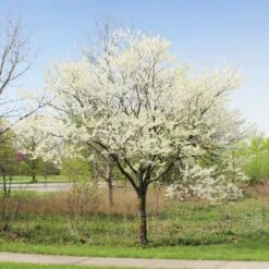 Royal White Redbud Tree 7 Royal White Redbud Tree -Flourish Garden Royal White Redbud 1