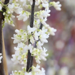 Royal White Redbud Tree 9 Royal White Redbud Tree -Flourish Garden Royal White Redbud 5 FGT