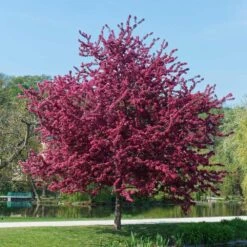 Royalty Crabapple Tree -Flourish Garden Royalty Crabapple 5 BB