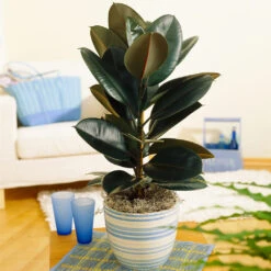 Sunset Hues House Plant Kit -Flourish Garden Rubber Tree BB 9853f49f 6d2e 4e25 8d11 6abd2adf323a