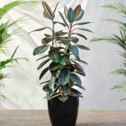Air-Purifying House Plant Kit -Flourish Garden Rubber Tree FGT 41d06897 7e64 4438 9d3a fd7a33808734